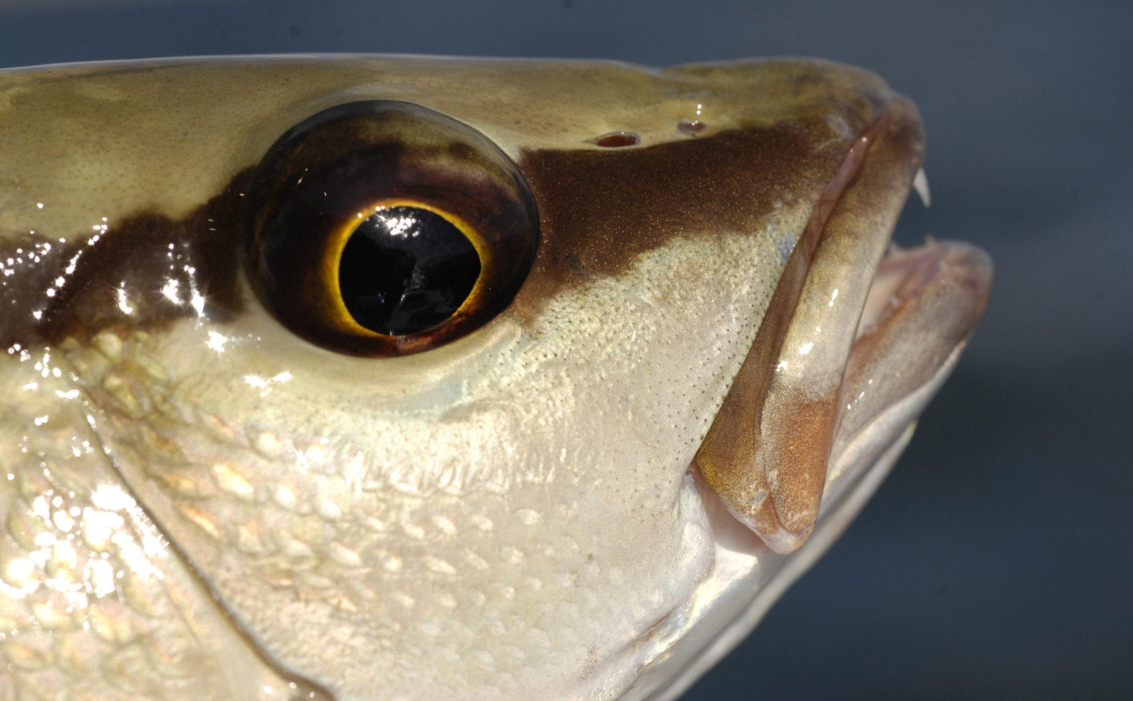 Fishing for Mangrove Snapper or Gray Snapper