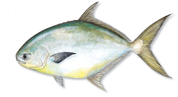 Pompano and Sand Fleas – Chasin' Tales Fishing Charters