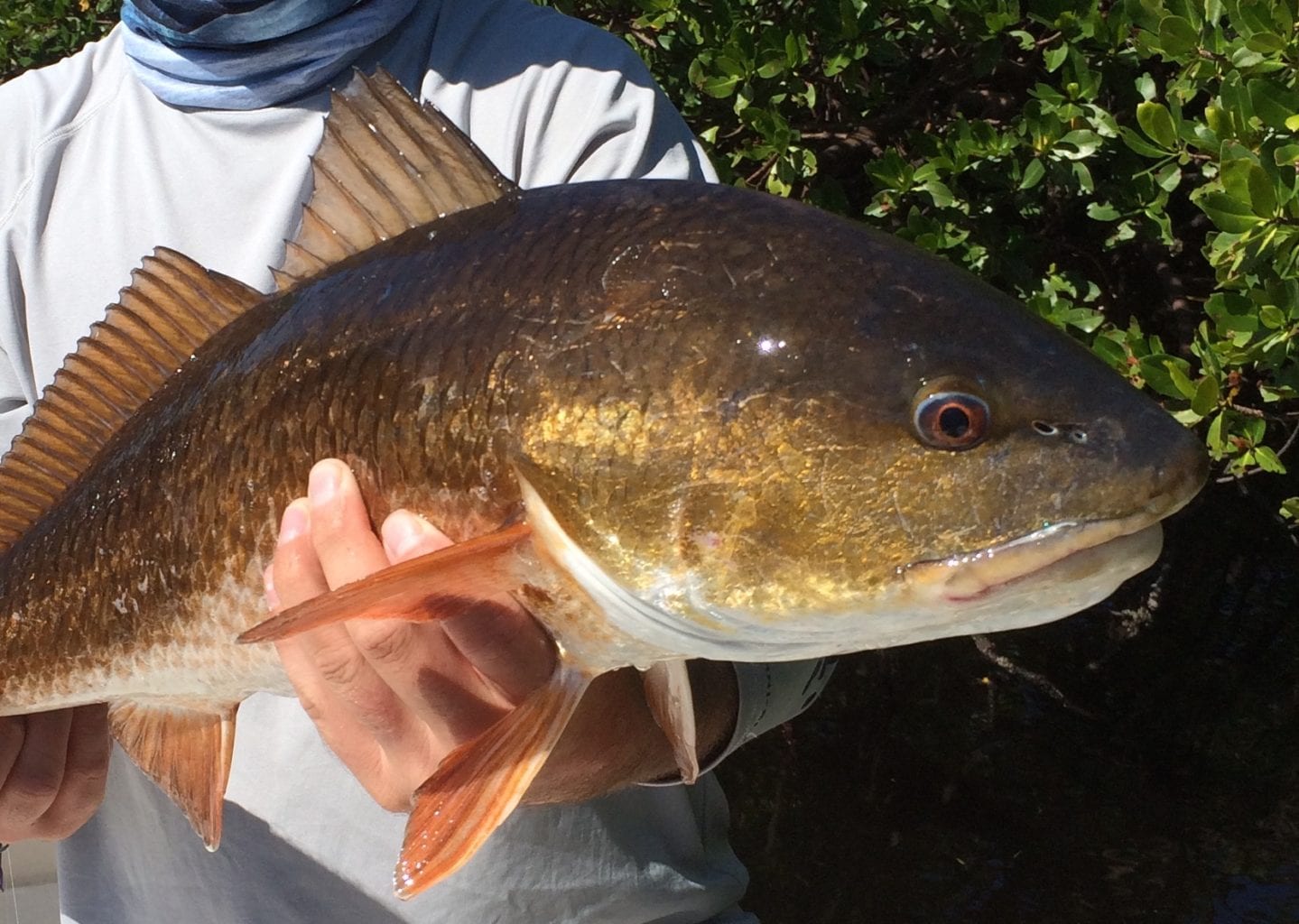 naples fly fisherman with a redfish