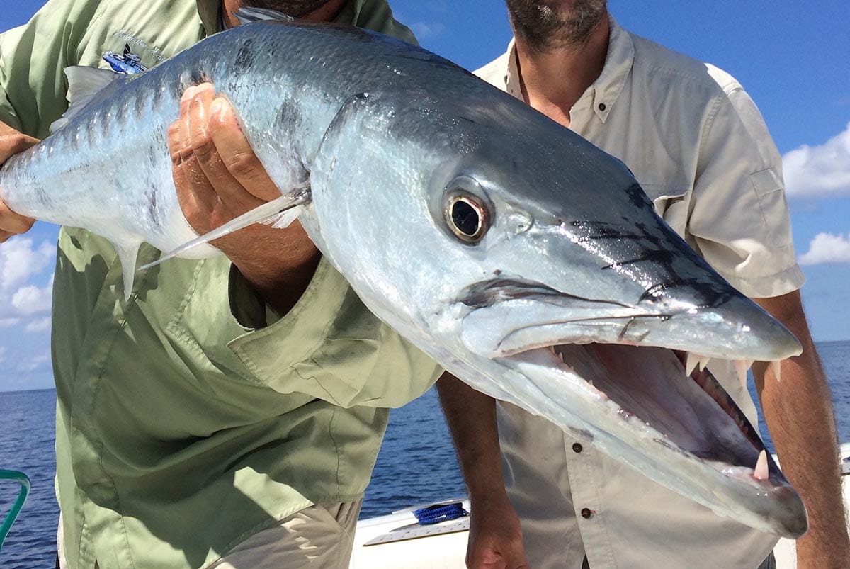 naples nearshore toothy citters