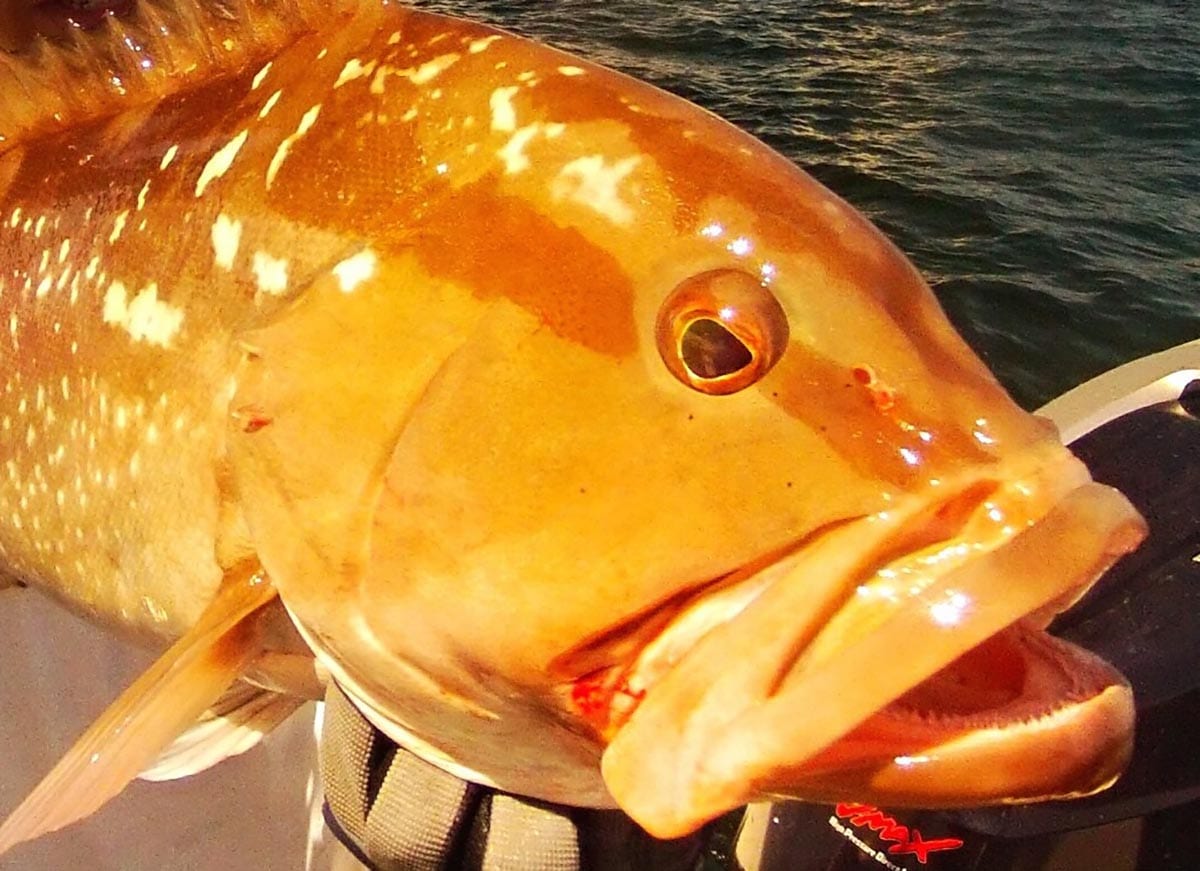 grouper offshore of naples