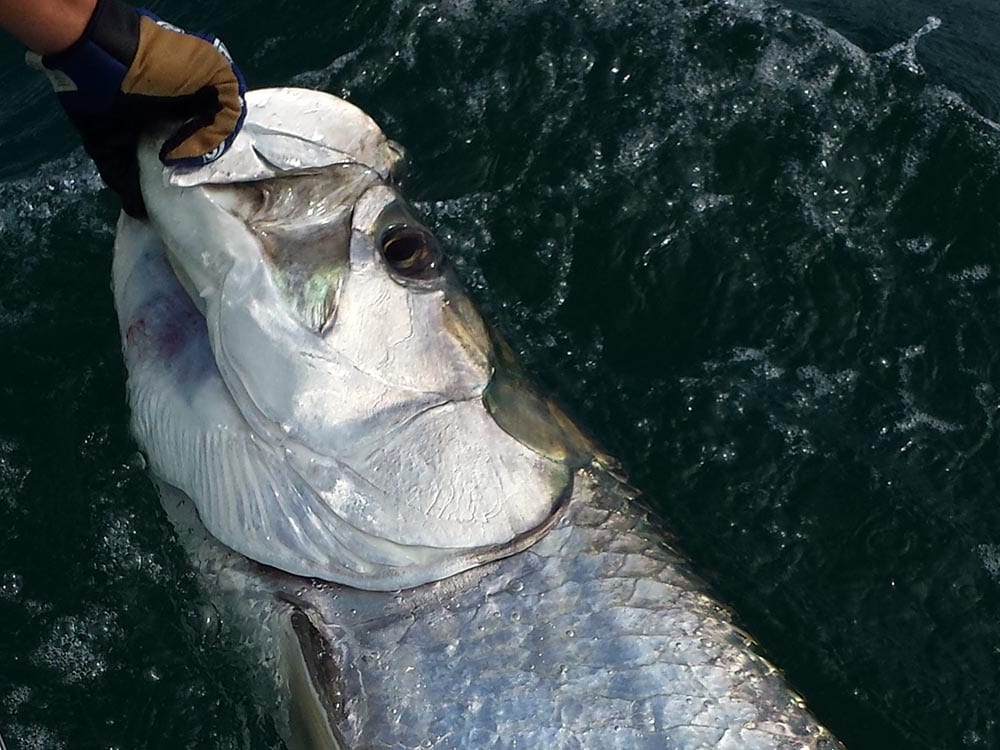 a tarpon being released in a naples fishing boat