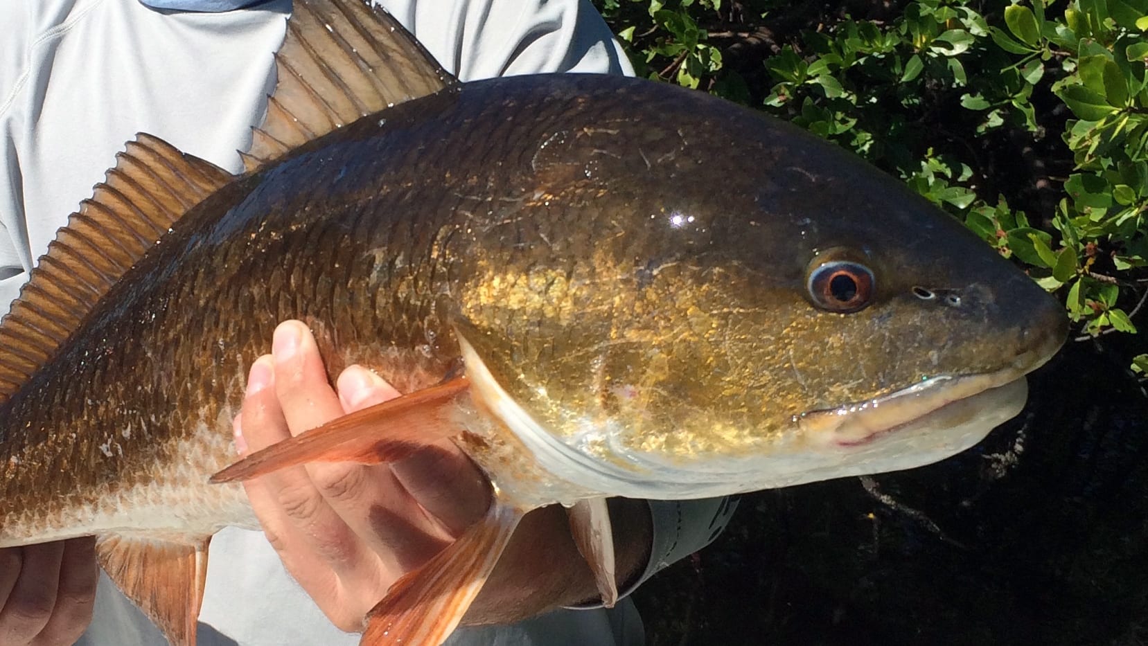 naples fly fisherman with a redfish