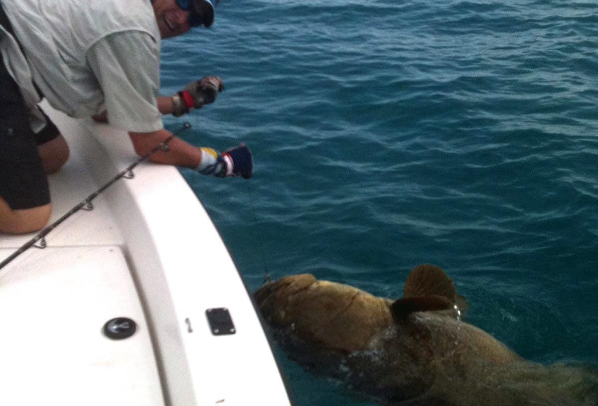 naples goliath grouper