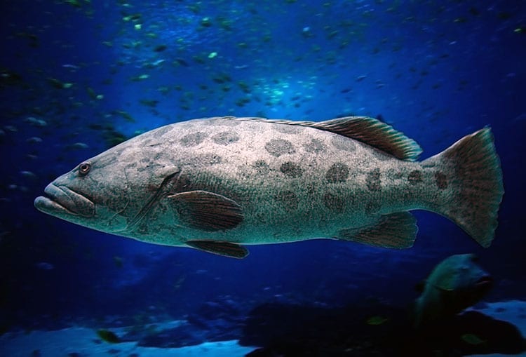 Naples Gag Grouper