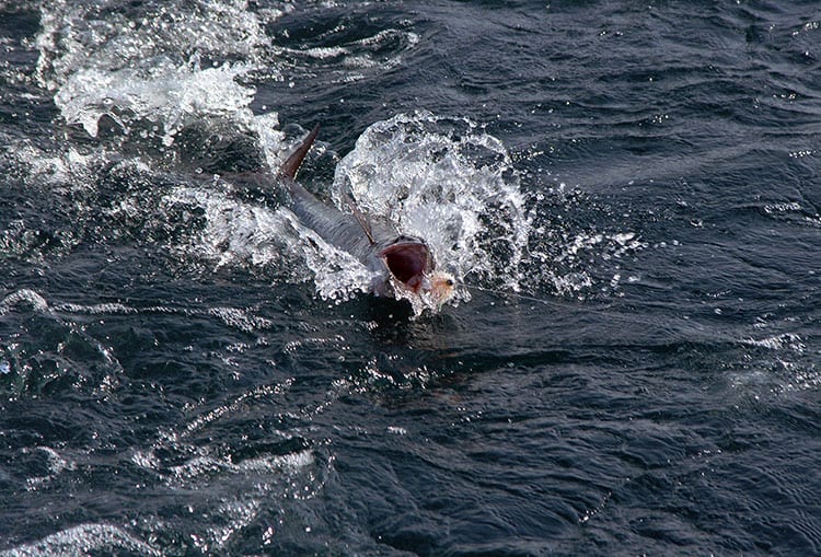 Naples kingfish